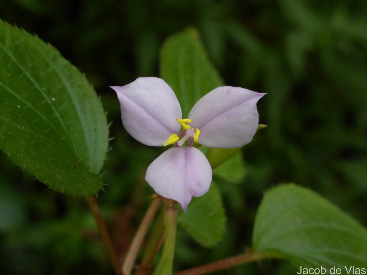 Sonerila crassicaulis Lundin